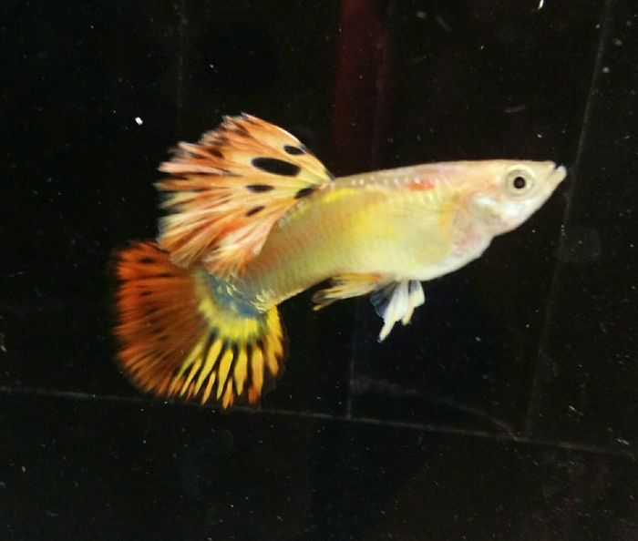 guppy phoenix.jpg
