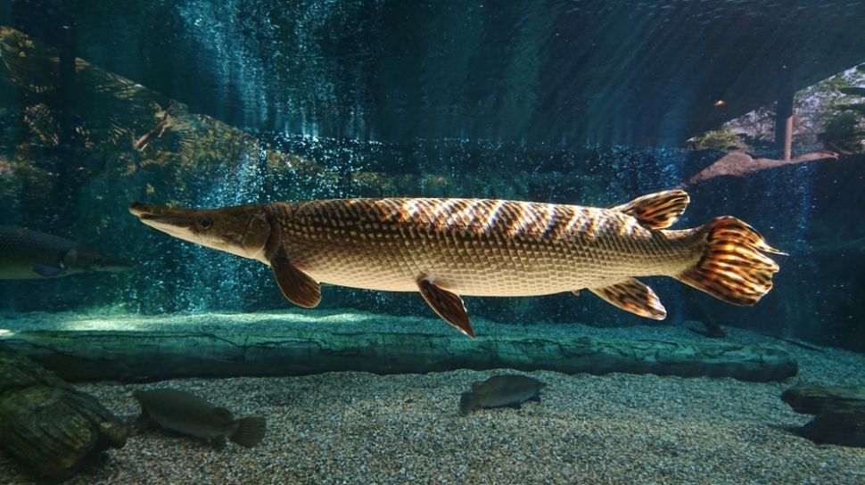 Ikan Aligator.jpg