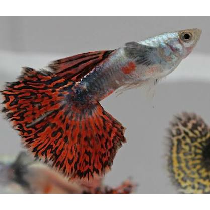 guppy big ear.jpg
