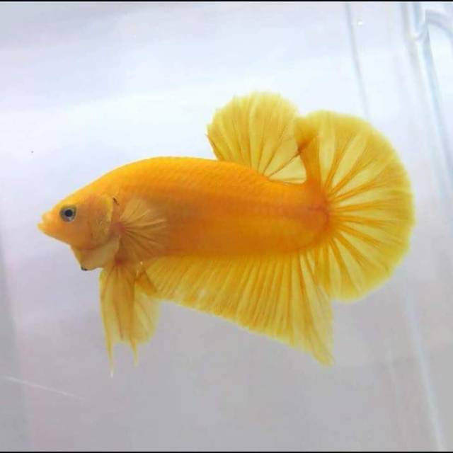 yellow banana.jpg