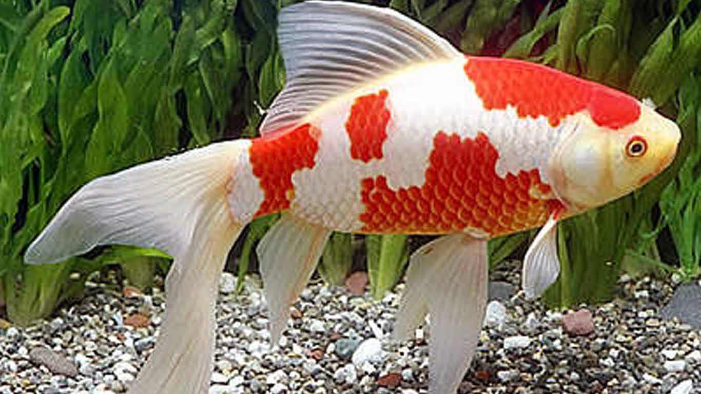 ikan komet.jpg