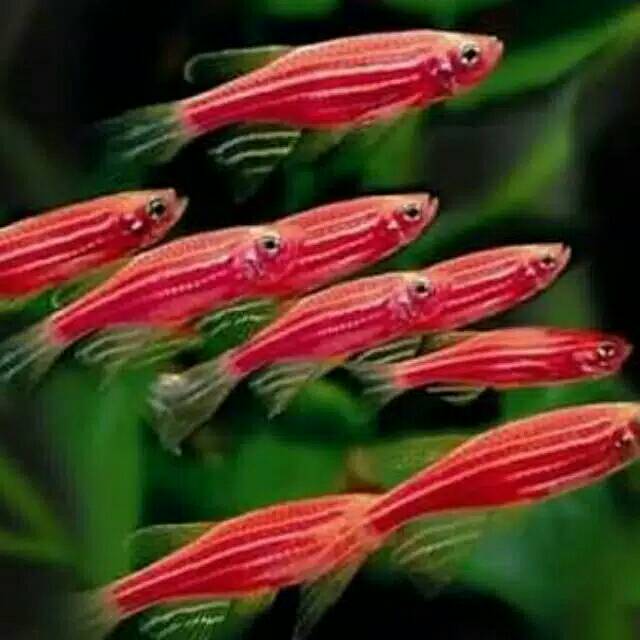 zebra pink danio.jpg