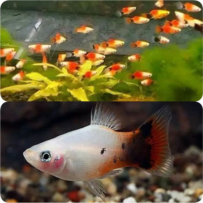 platy coraline.jpg