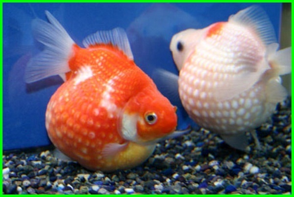 ikan koki.jpg