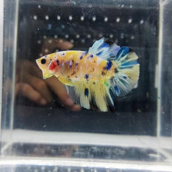 yellow koi.jpg
