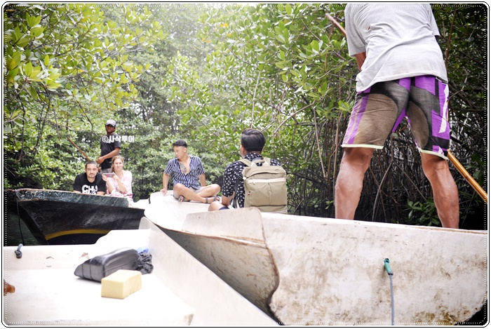 mangrove004.JPG
