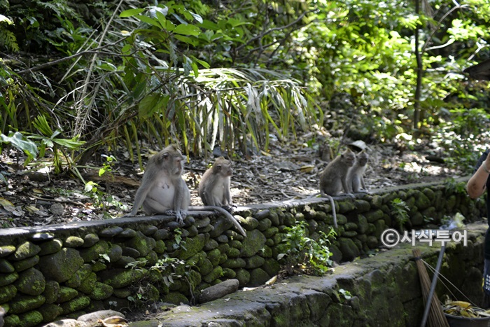 700monkey_SIN4153.JPG