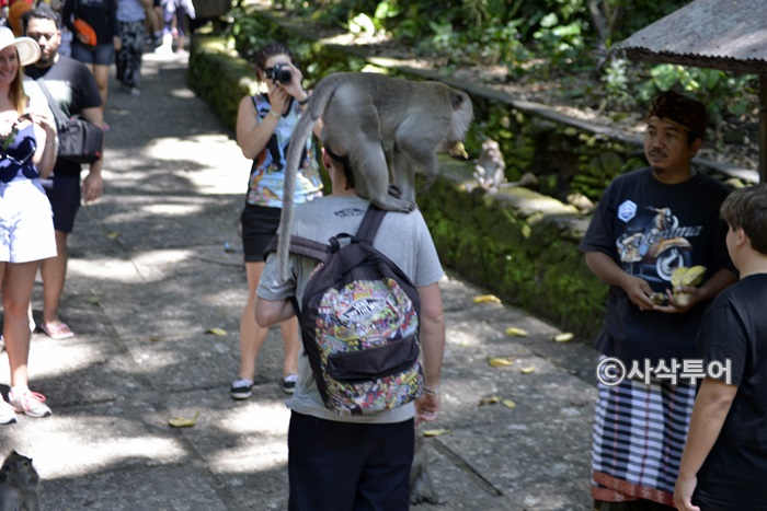 700monkey_SIN4152.JPG