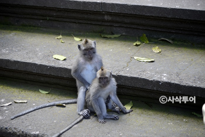 700monkey_SIN4166.JPG