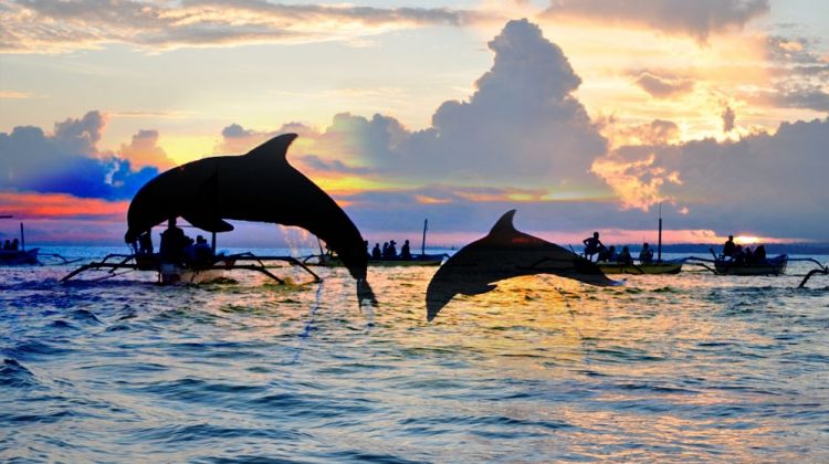 lovina-sunrise-dolphin-watching-tour-tour-2-464841_1551249252.jpg