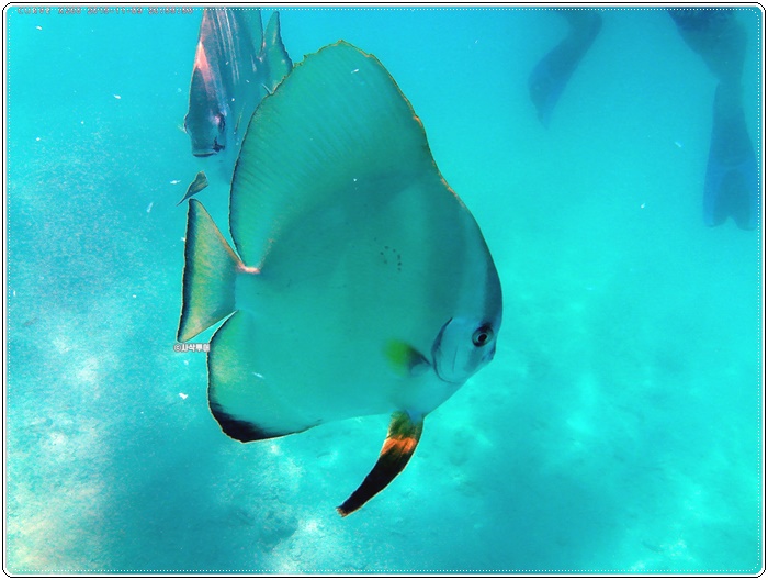 gili sudak009.jpg
