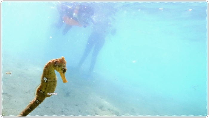 gili sudak010.JPG