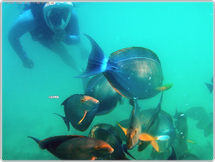 gili sudak007.jpg
