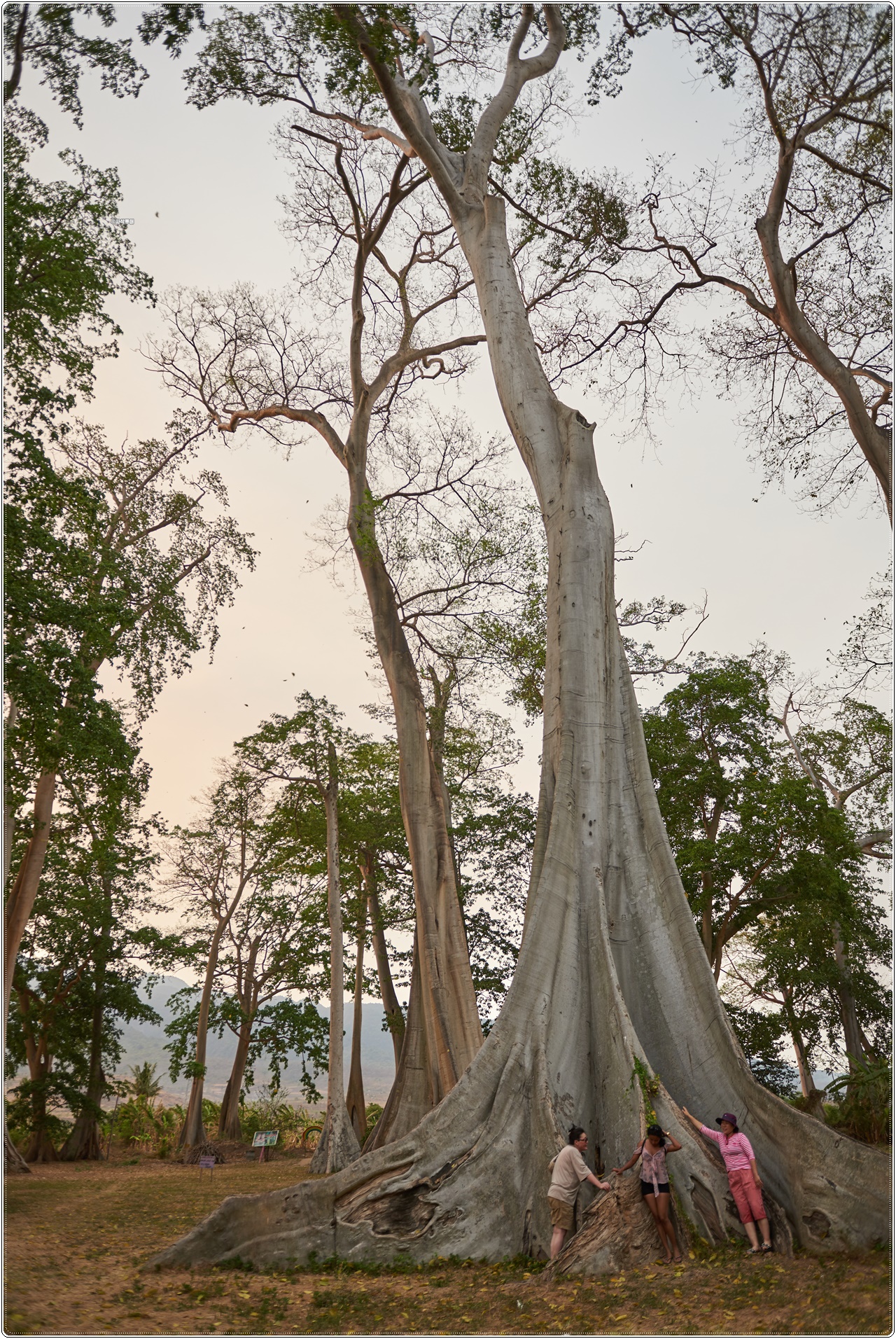 pohonpurba003.jpg