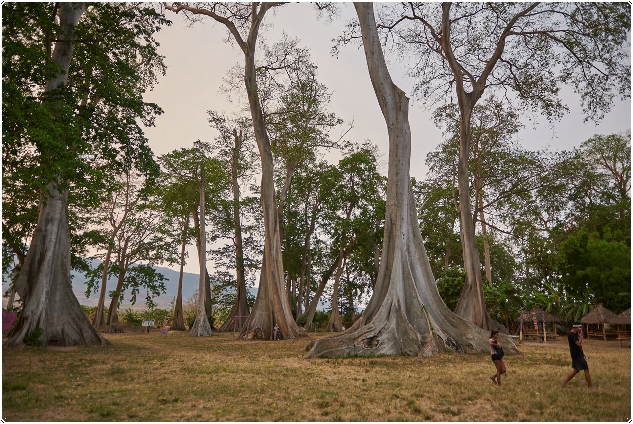 pohonpurba008.jpg
