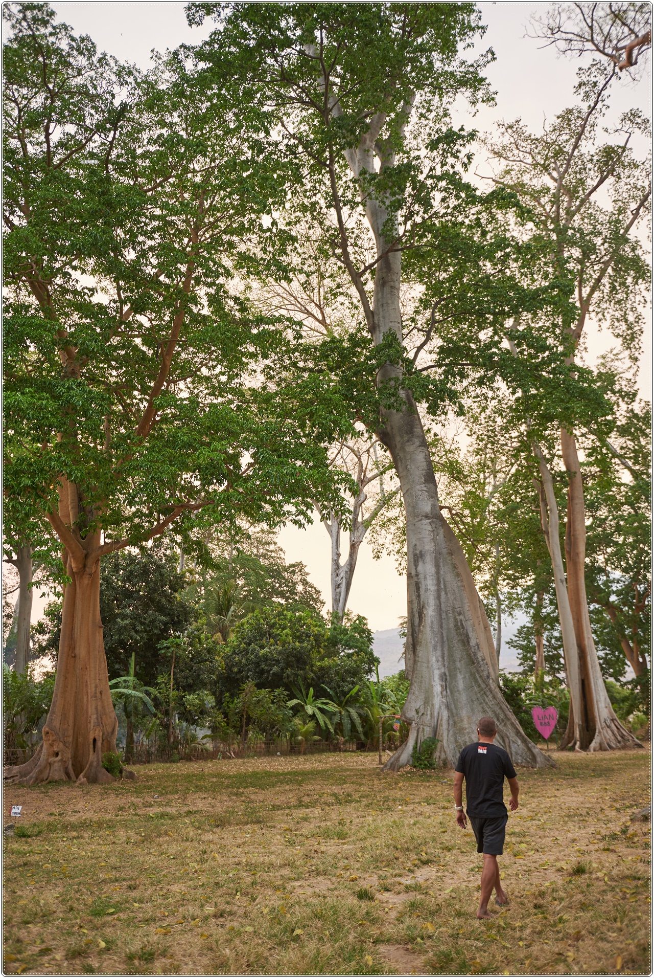 pohonpurba004.jpg