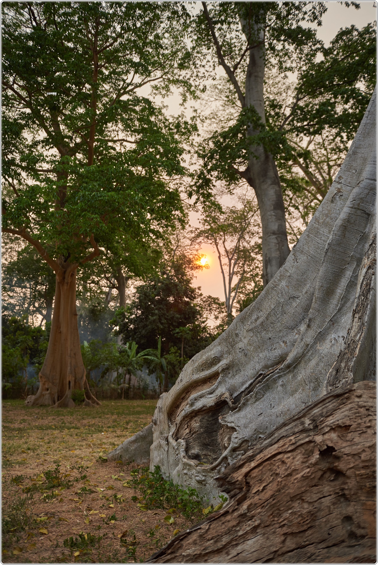 pohonpurba005.jpg