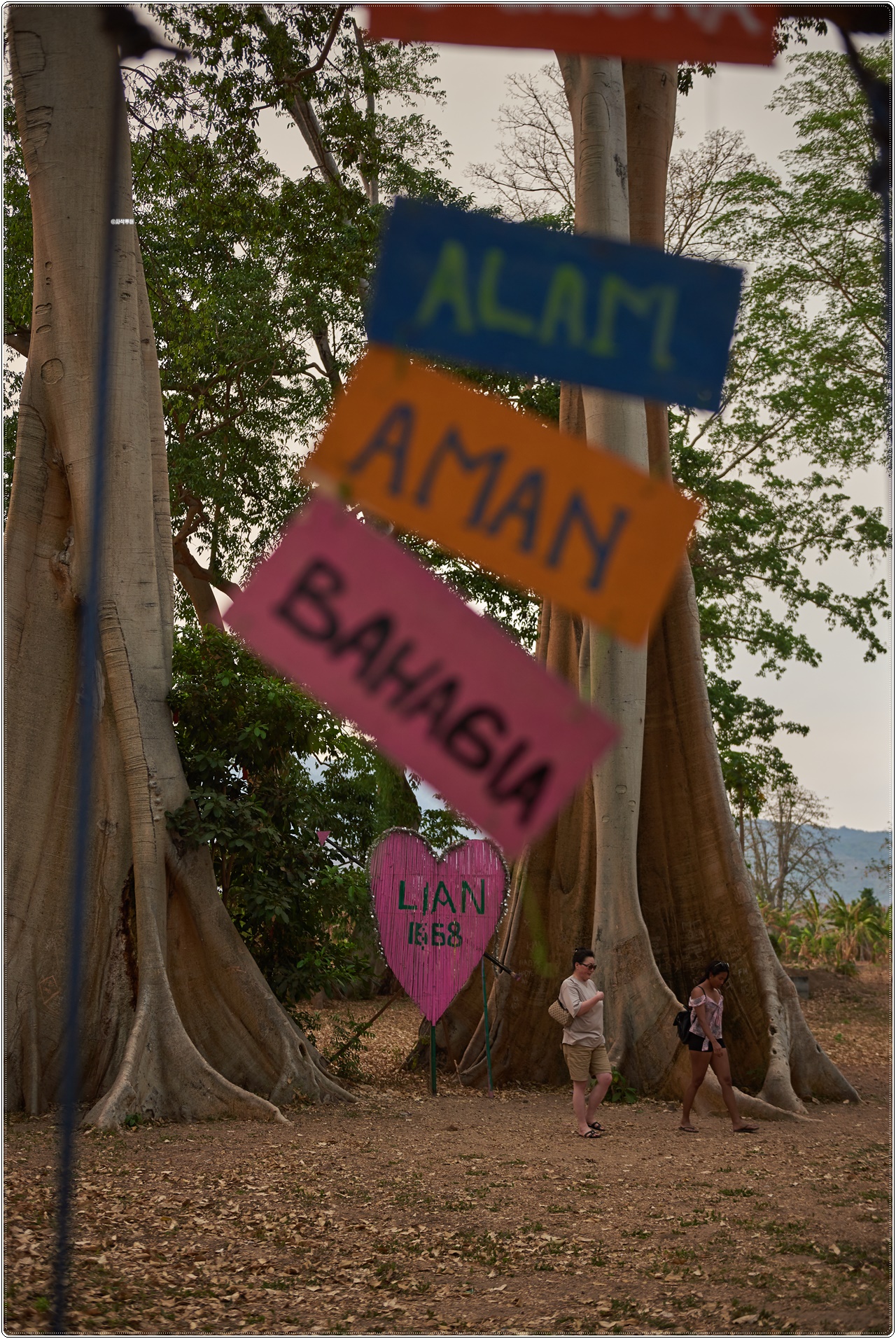 pohonpurba006.jpg