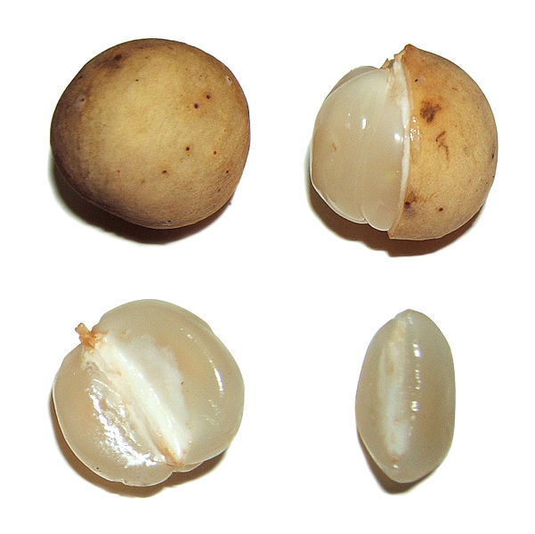 Lansiumdomesticumfruit.jpg
