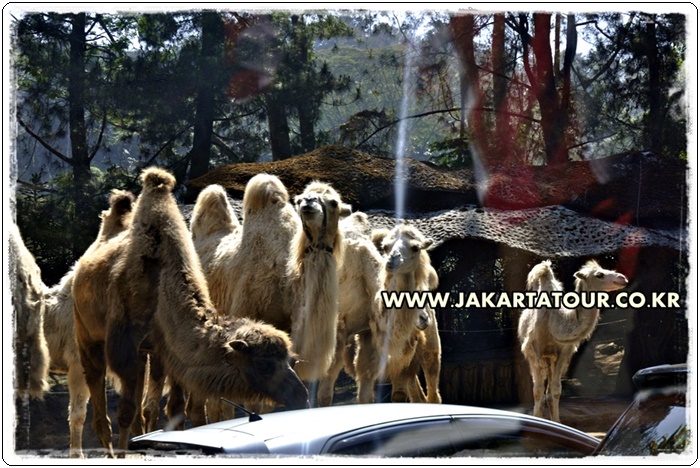 taman safari 12800641fa0013bbad02029f55eea519e6d1.JPG
