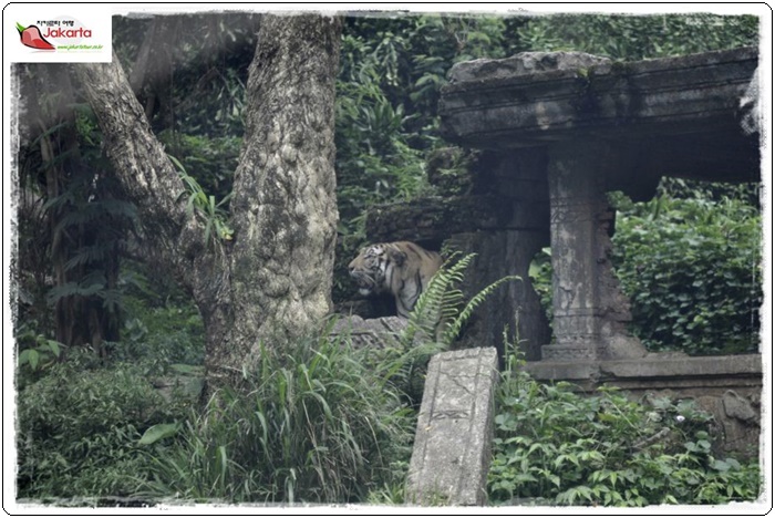taman safari 128007bea7e527190afd1fa421e47af34a09.JPG