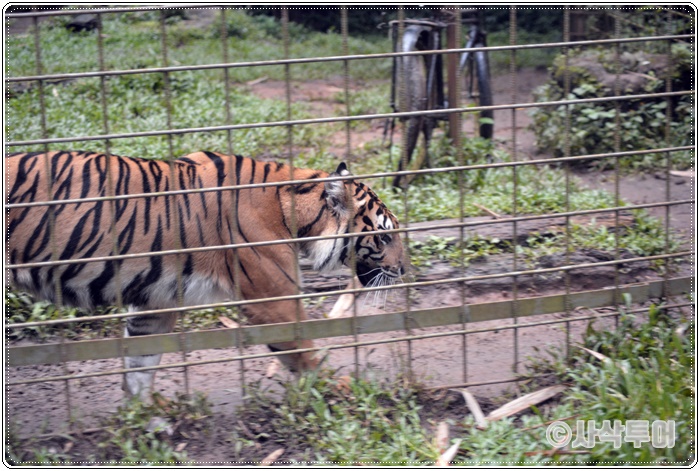 Tamansafari 700SIN_4305.JPG
