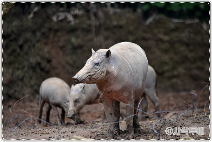 Tamansafari 700SIN_4136.JPG
