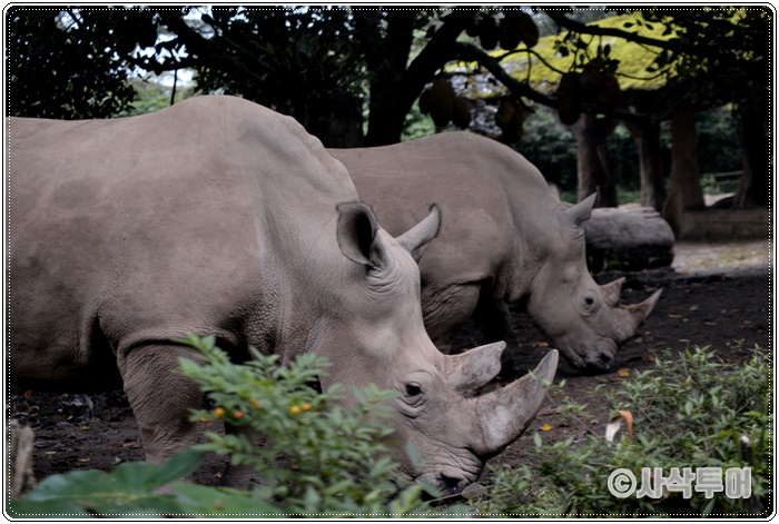 Tamansafari 700SIN_4235.JPG