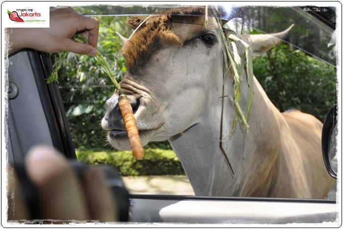taman safari 1280860469f559dd95a1c5291a685a60de9c.JPG