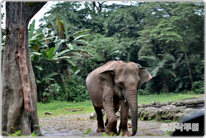 Tamansafari 700SIN_3979.JPG