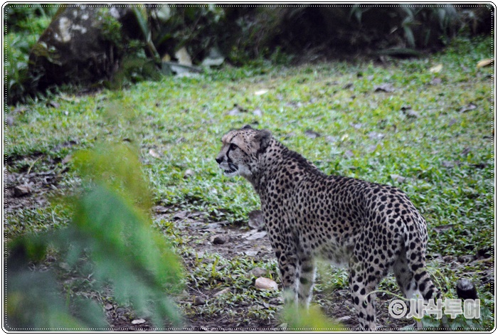 Tamansafari 700SIN_4262.JPG