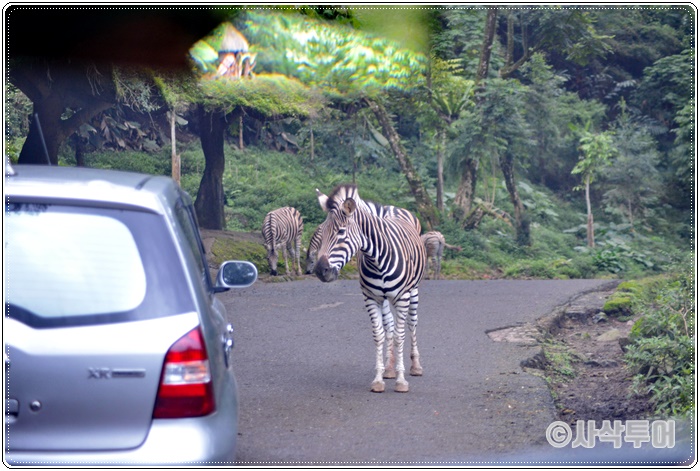 Tamansafari 700SIN_4256.JPG