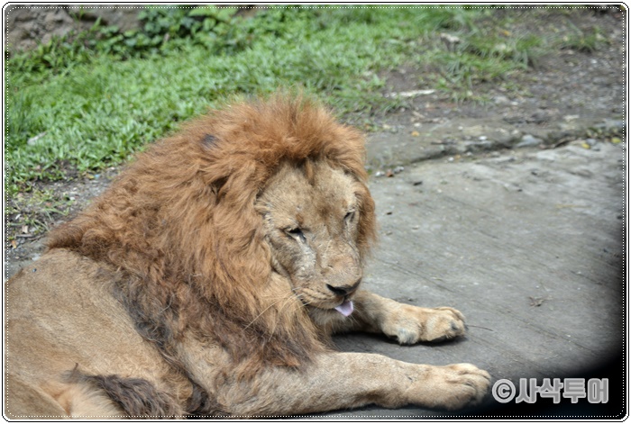 Tamansafari 700SIN_4173.JPG
