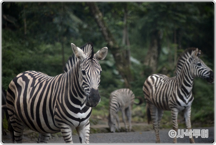 Tamansafari 700SIN_4270.JPG