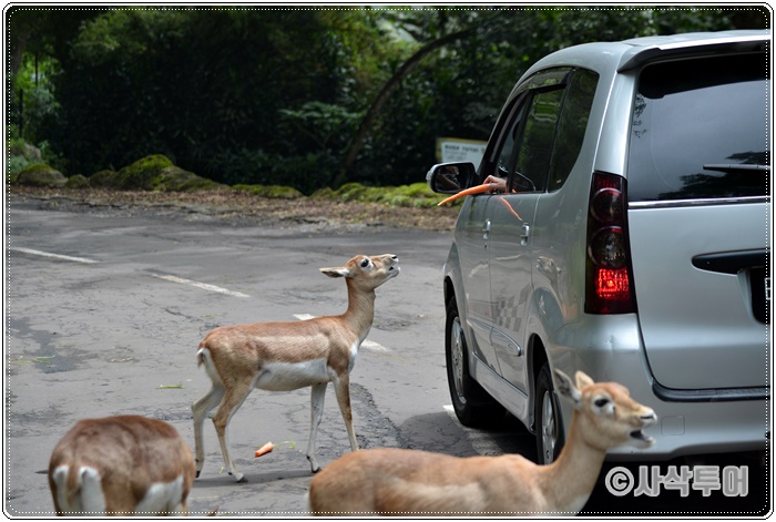 Tamansafari 700SIN_4042.JPG
