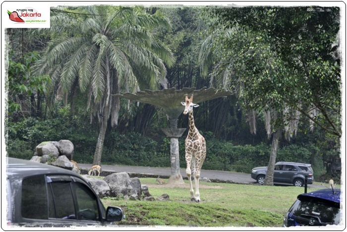 taman safari 1280347721e37290682676fefeead71f0029.JPG