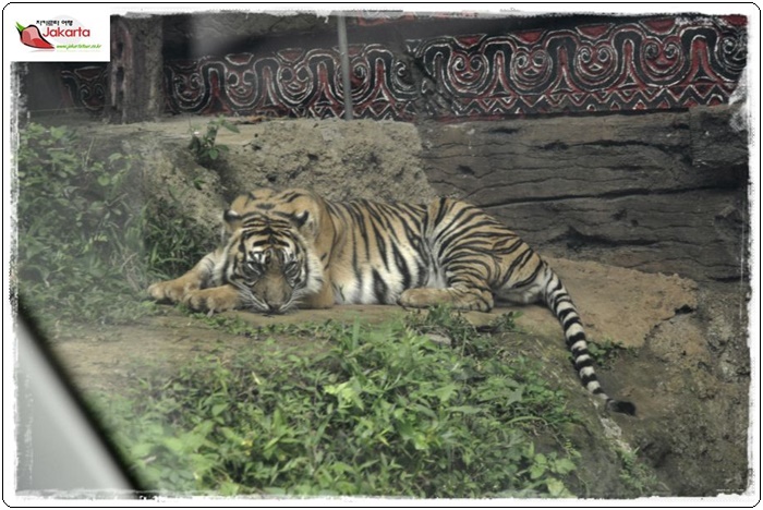 taman safari 128013dc4b5db0ac5b6ed0ae04ac481bc707.JPG