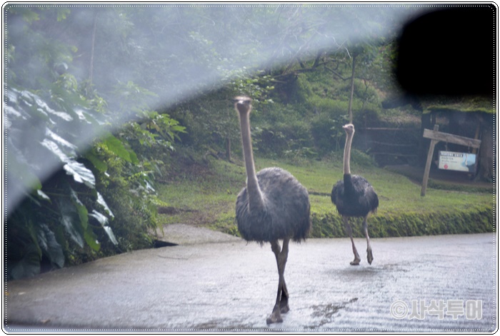 Tamansafari 700SIN_4276.JPG