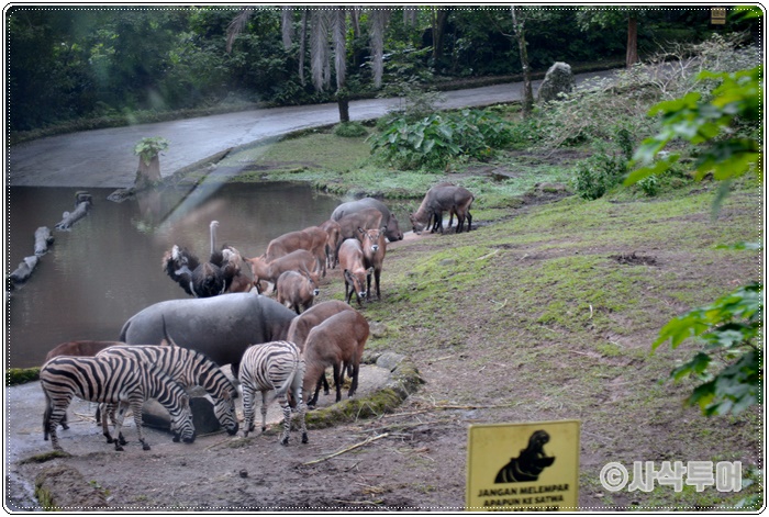 Tamansafari 700SIN_4290.JPG
