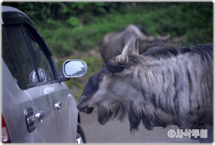 Tamansafari 700SIN_4254.JPG