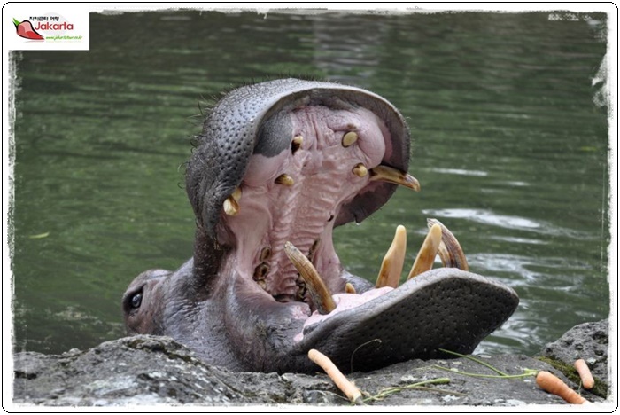 taman safari 12809bfdae7d71840d6ff80bdeea850ff758.JPG