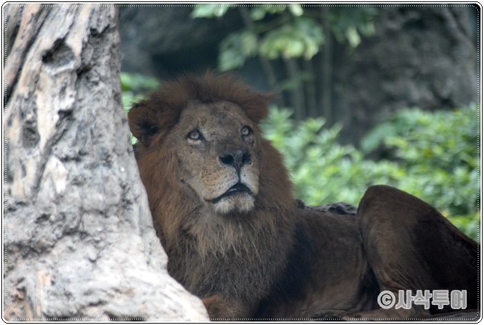 Tamansafari 700SIN_4181.JPG