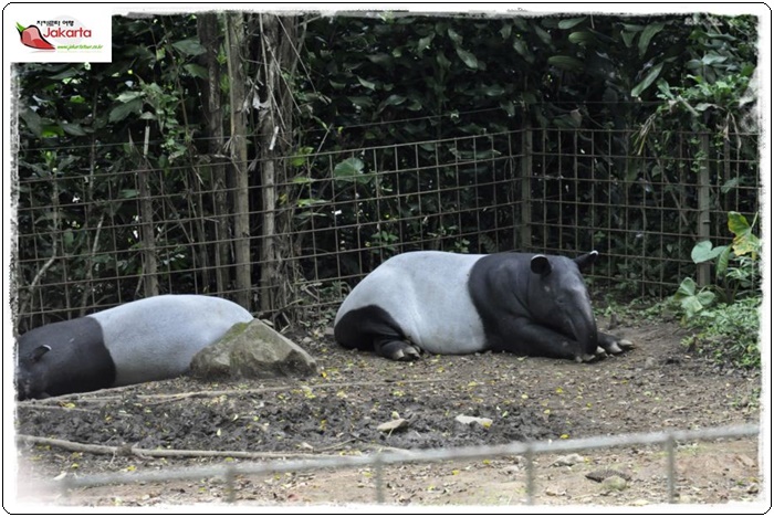 taman safari 1280075d1a081272f6d368f8b4eb0f2fb04d.JPG