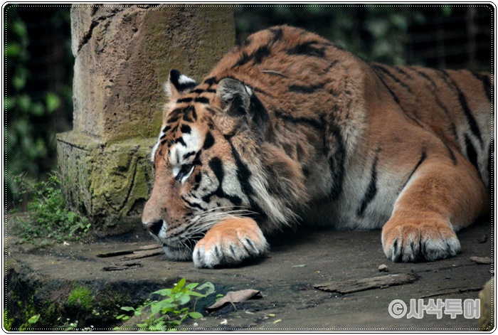 Tamansafari 700SIN_4219.JPG