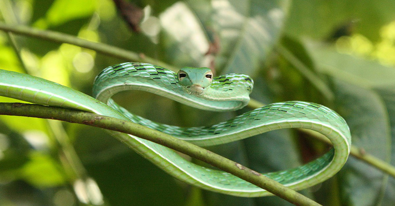 1619996424-jenis-ular-pohon-banner.jpg