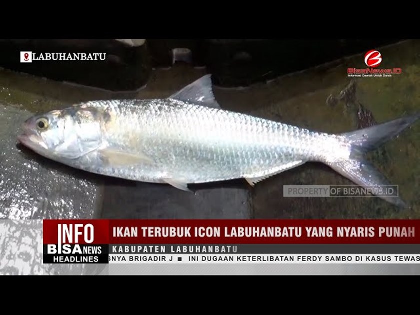 인도네시아 물고기 보호어종003.jpg