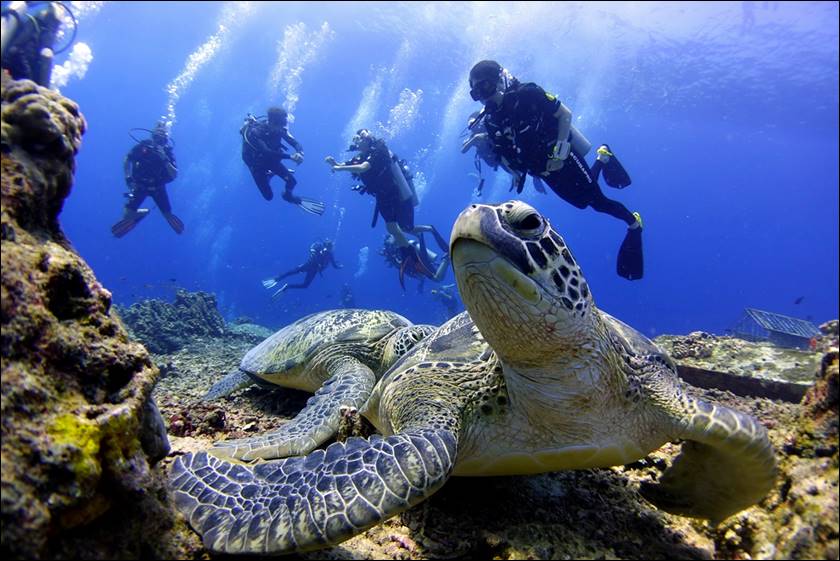 TURTLES-HEAVEN003.jpg