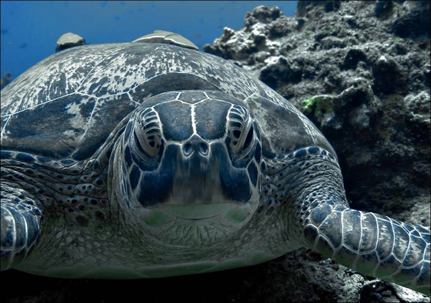 TURTLES-HEAVEN001.jpg