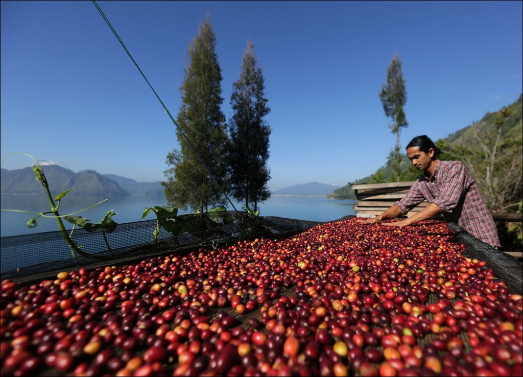 인도네시아 지역별커피 Kopi Gayo.jpg