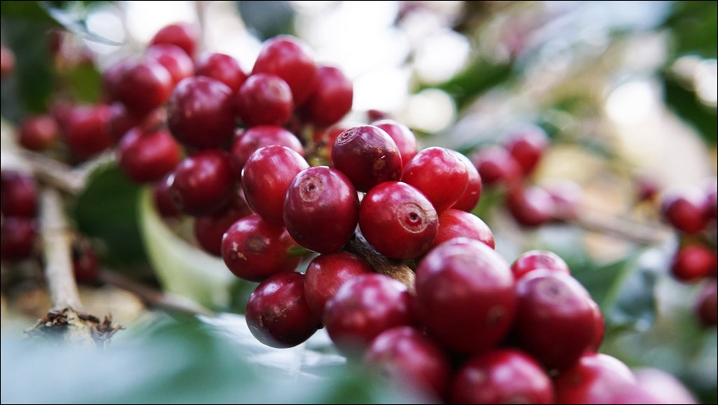 인도네시아 지역별커피 Kopi Flores.jpg